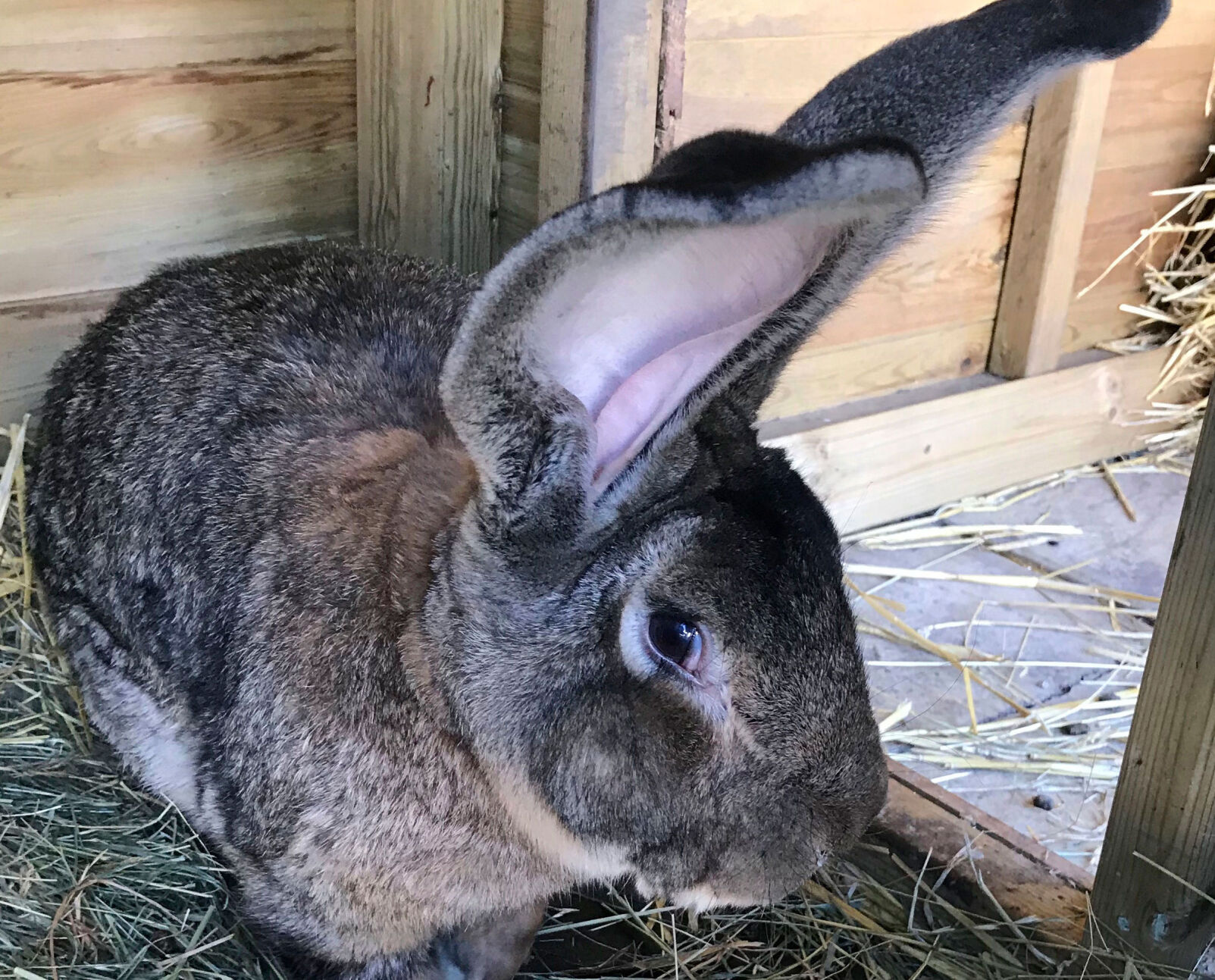 Britain Big Rabbit Stolen